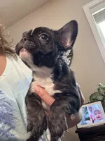 Salem, a male French Bulldog for sale in Hernando, MS – Photo 4 of 8