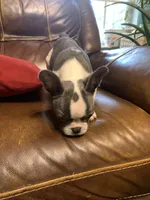 AKC Eden, a female French Bulldog for sale in Hernando, MS – Photo 4 of 8