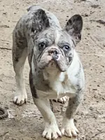 AKC Eden, a female French Bulldog for sale in Hernando, MS – Photo 7 of 8