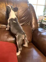 AKC Eden, a female French Bulldog for sale in Hernando, MS – Photo 2 of 8