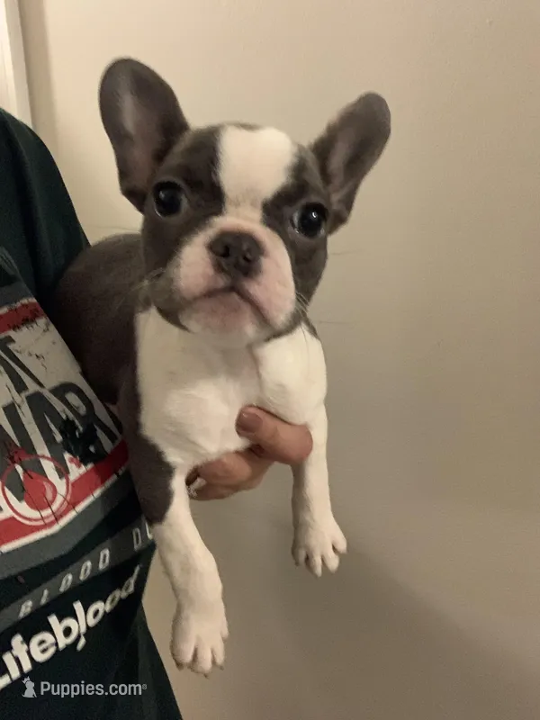 AKC Eden, a female French Bulldog for sale in Hernando, MS – Photo 1 of 8