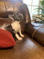 AKC Eden, a female French Bulldog for sale in Hernando, MS – Photo 5 of 8
