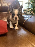 AKC Eden, a female French Bulldog for sale in Hernando, MS – Photo 6 of 8