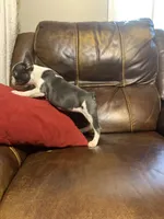 AKC Eden, a female French Bulldog for sale in Hernando, MS – Photo 3 of 8