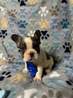 Bruce, a male French Bulldog for sale in Hernando, MS – 3 of 5