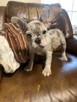 AKC Butterbean, a male French Bulldog for sale in Hernando, MS – Photo 1 of 5