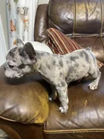 AKC Butterbean, a male French Bulldog for sale in Hernando, MS – Photo 5 of 5