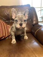 AKC Butterbean, a male French Bulldog for sale in Hernando, MS – Photo 2 of 5