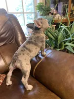 AKC Butterbean, a male French Bulldog for sale in Hernando, MS – Photo 4 of 5