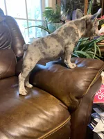 AKC Butterbean, a male French Bulldog for sale in Hernando, MS – Photo 3 of 5