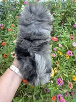 Romen, a male Pomeranian for sale in Hernando, MS – 2 of 5