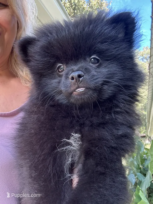 Corey – Pomeranian puppy for sale in Hernando, MS