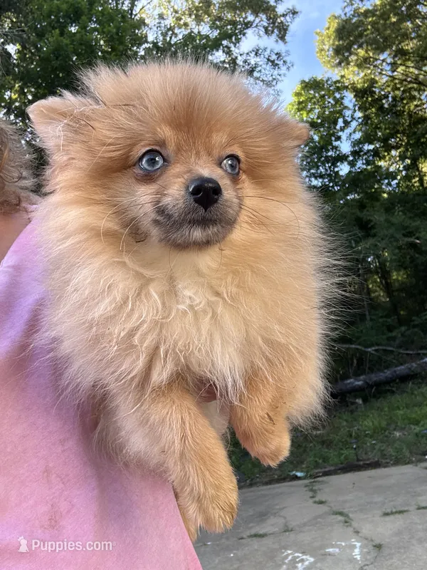 Candy – Pomeranian puppy for sale in Hernando, MS