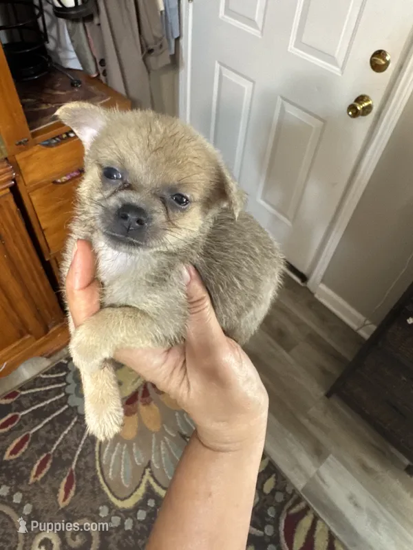 Angie – Pomchi puppy for sale in Hernando, MS
