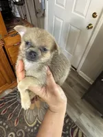Angie, a female Pomchi for sale in Hernando, MS – 1 of 3