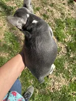Cody, a male French Bulldog for sale in Hernando, MS – 5 of 10
