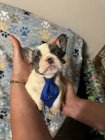 Bruce, a male French Bulldog for sale in Hernando, MS – 1 of 5