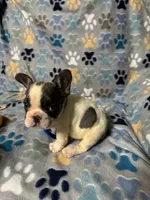 Bruce, a male French Bulldog for sale in Hernando, MS – 4 of 5