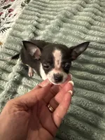 Candy, a female Chihuahua for sale in Hernando, MS – 4 of 7