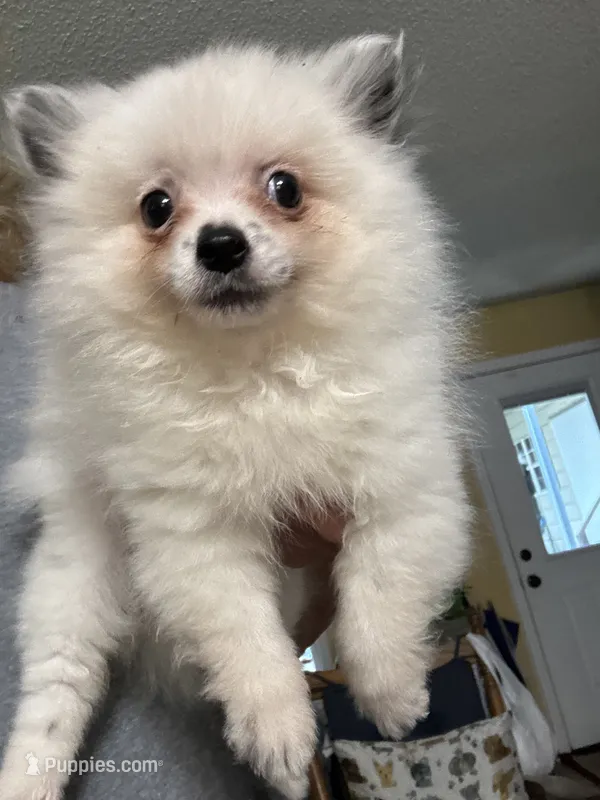 Jazzy – Pomeranian puppy for sale in Hernando, MS