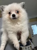 Jazzy, a female Pomeranian for sale in Hernando, MS – 1 of 1