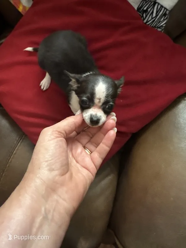 Candy, a female Chihuahua for sale in Hernando, MS – 1 of 7