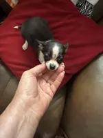 Candy, a female Chihuahua for sale in Hernando, MS – 1 of 7