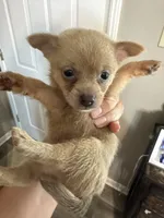 Carson, a male Pomchi for sale in Hernando, MS – 3 of 3