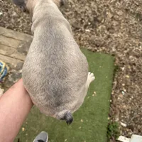 AKC Aspen, a female French Bulldog for sale in Hernando, MS – Photo 5 of 5