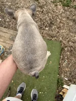 AKC Aspen, a female French Bulldog for sale in Hernando, MS – Photo 5 of 5