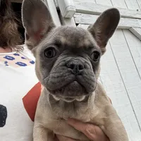 AKC Aspen, a female French Bulldog for sale in Hernando, MS – Photo 1 of 5