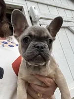 AKC Aspen, a female French Bulldog for sale in Hernando, MS – Photo 1 of 5