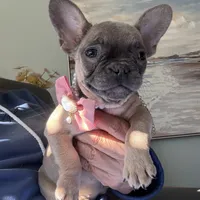 AKC Aspen, a female French Bulldog for sale in Hernando, MS – Photo 2 of 5