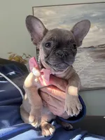 AKC Aspen, a female French Bulldog for sale in Hernando, MS – Photo 2 of 5