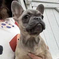 AKC Aspen, a female French Bulldog for sale in Hernando, MS – Photo 4 of 5