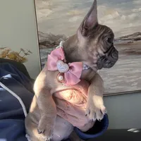 AKC Aspen, a female French Bulldog for sale in Hernando, MS – Photo 3 of 5