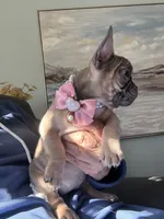 AKC Aspen, a female French Bulldog for sale in Hernando, MS – Photo 3 of 5