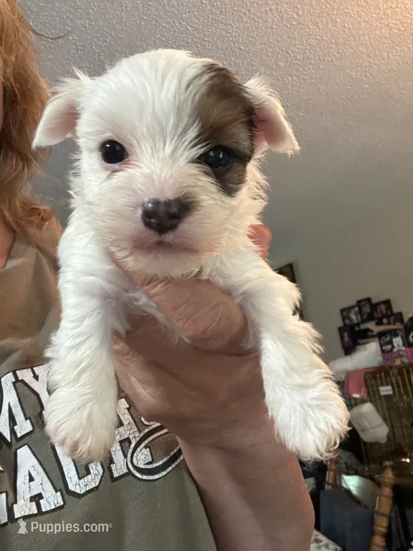 Jewel – Yorkshire Terrier puppy for sale in Hernando, MS