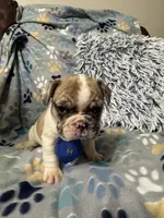 Tank, a male French Bulldog for sale in Hernando, MS – 2 of 5