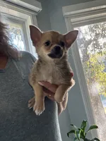 Buster, a male Pomchi for sale in Hernando, MS – 6 of 6