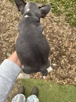 Cody, a male French Bulldog for sale in Hernando, MS – 7 of 10