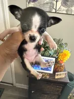Candy, a female Chihuahua for sale in Hernando, MS – 2 of 7