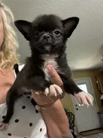 Piper, a female Pomchi for sale in Hernando, MS – 2 of 4