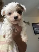 Jewel, a female Yorkshire Terrier for sale in Hernando, MS – 4 of 4