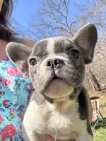 Cody, a male French Bulldog for sale in Hernando, MS – 9 of 10