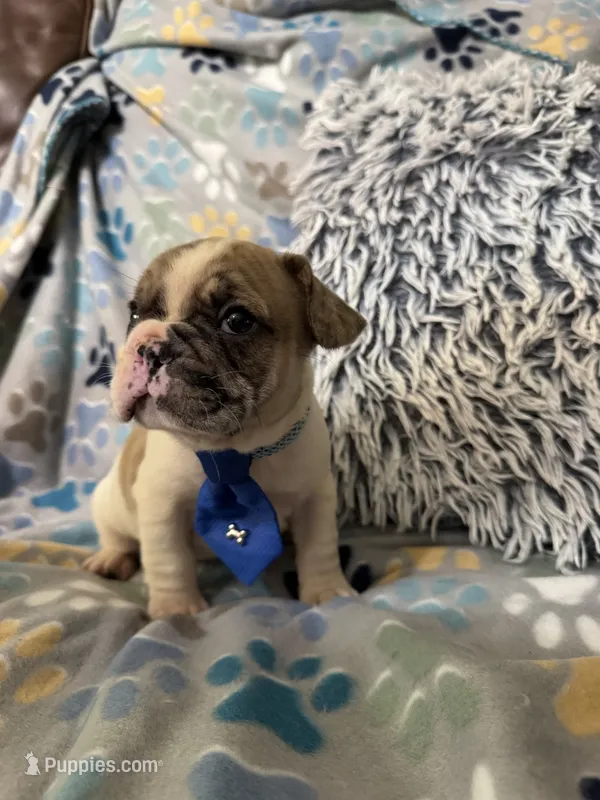 Tank – French Bulldog puppy for sale in Hernando, MS