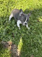 Cody, a male French Bulldog for sale in Hernando, MS – 8 of 10