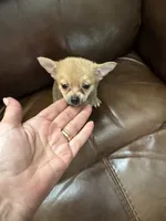 Buster, a male Pomchi for sale in Hernando, MS – 3 of 6