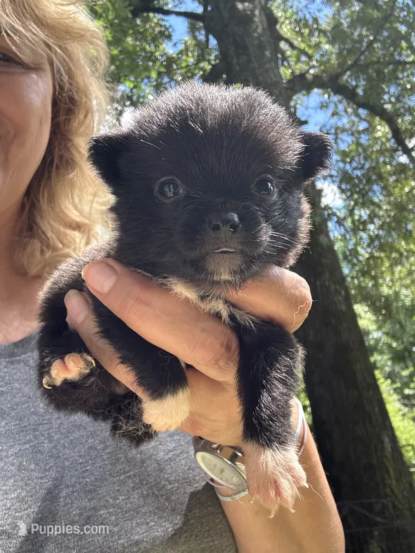 Piper – Pomchi puppy for sale in Hernando, MS