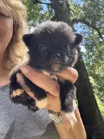 Piper, a female Pomchi for sale in Hernando, MS – 1 of 2